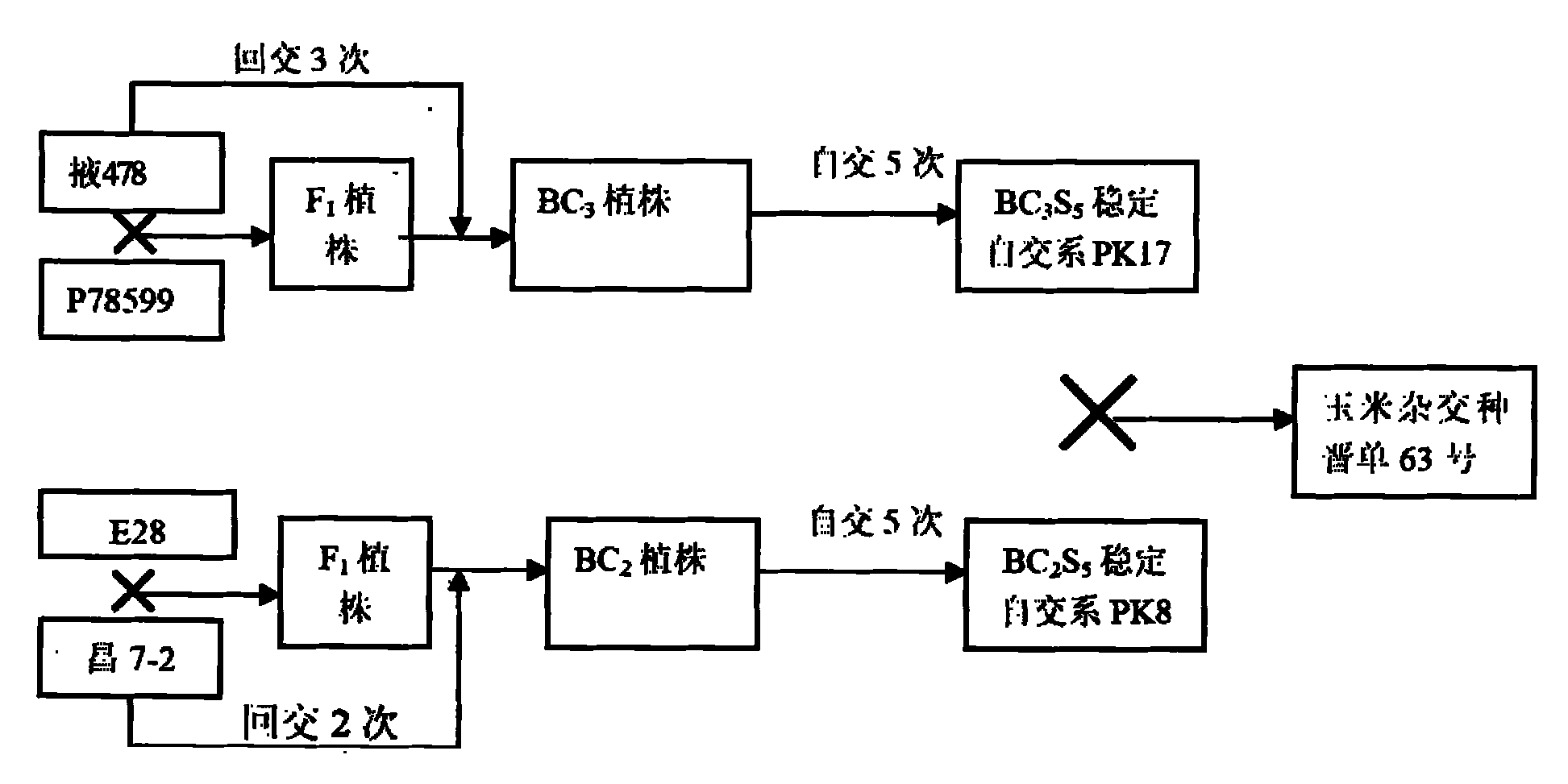 Breeding method of hybrid corn