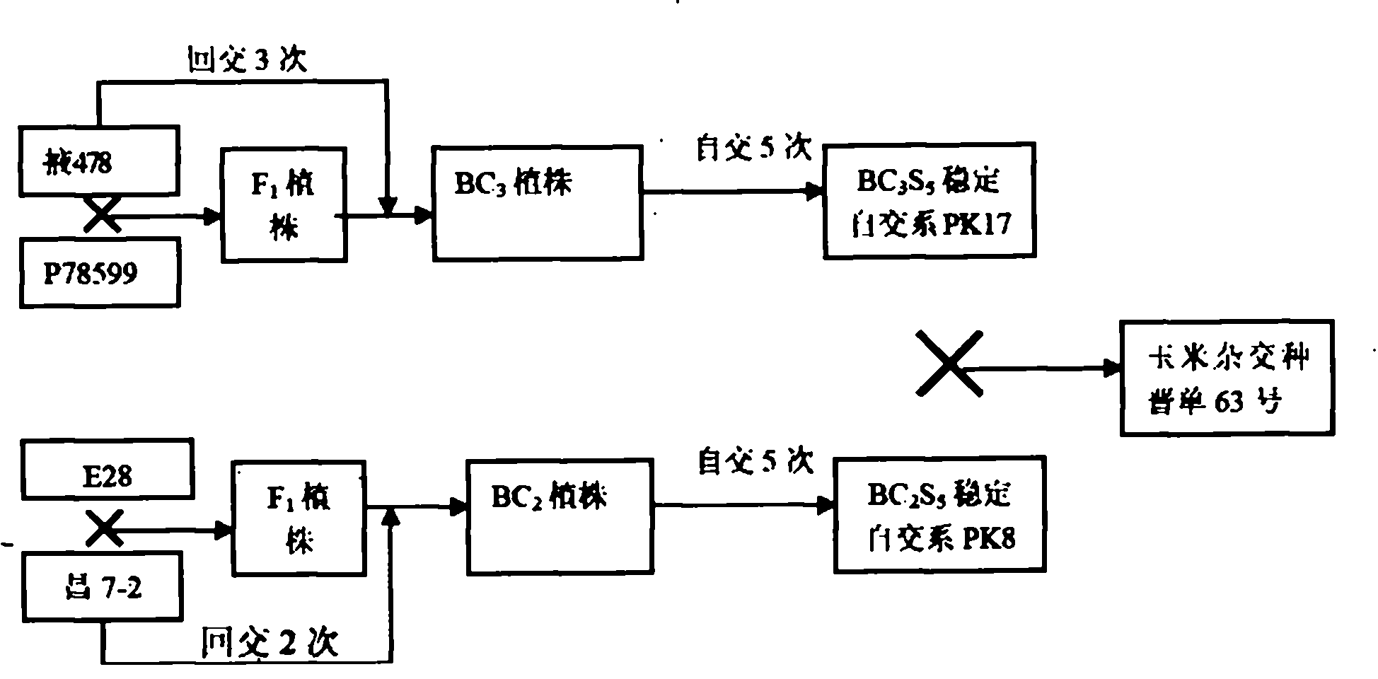 Breeding method of hybrid corn