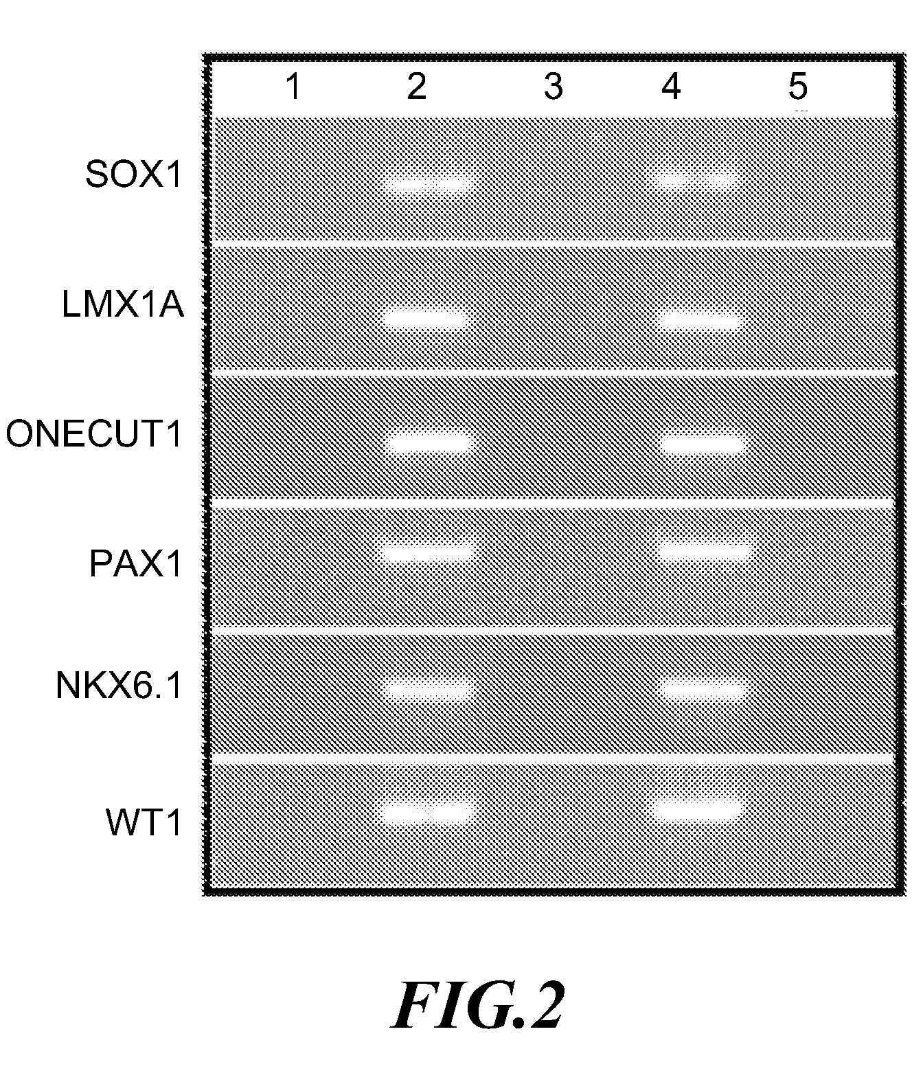 Cancer screening method