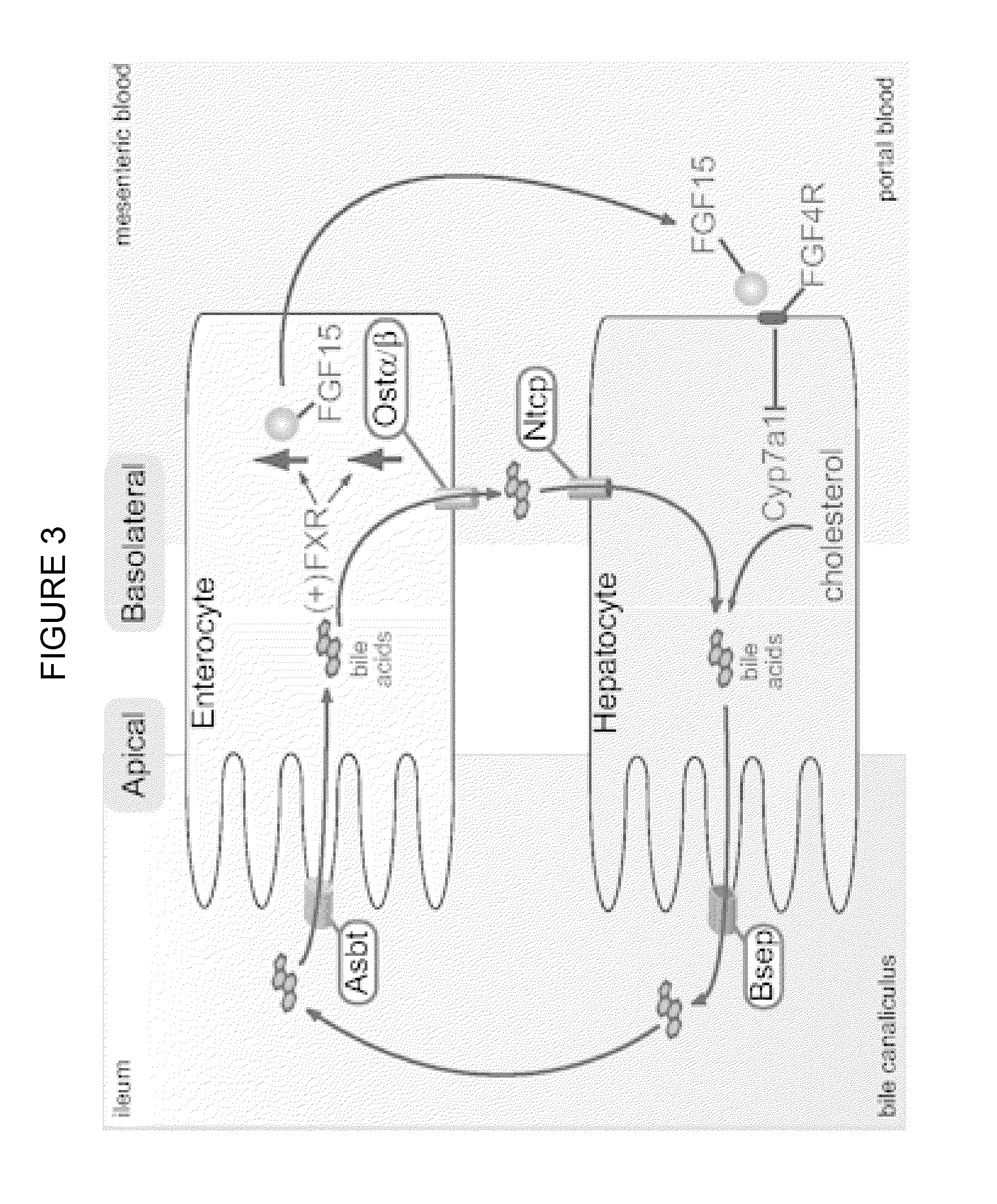 Methods and compositions of bile acids