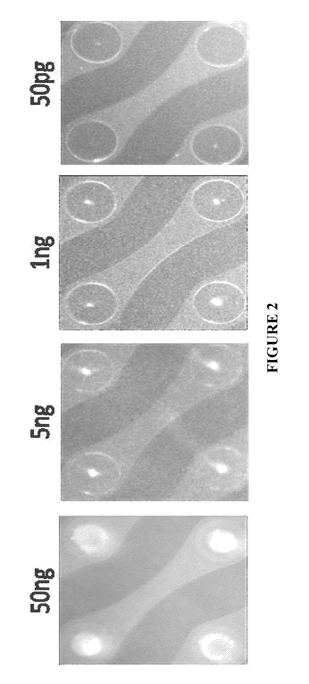 Nucleic acid sample preparation