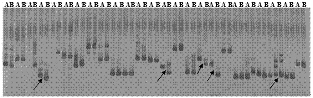 Molecular markers and qtl localization of soluble protein content in strong winter Chinese cabbage