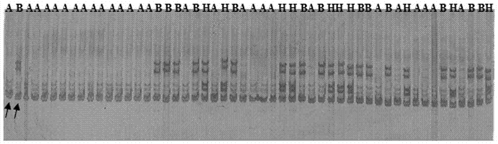 Molecular markers and qtl localization of soluble protein content in strong winter Chinese cabbage