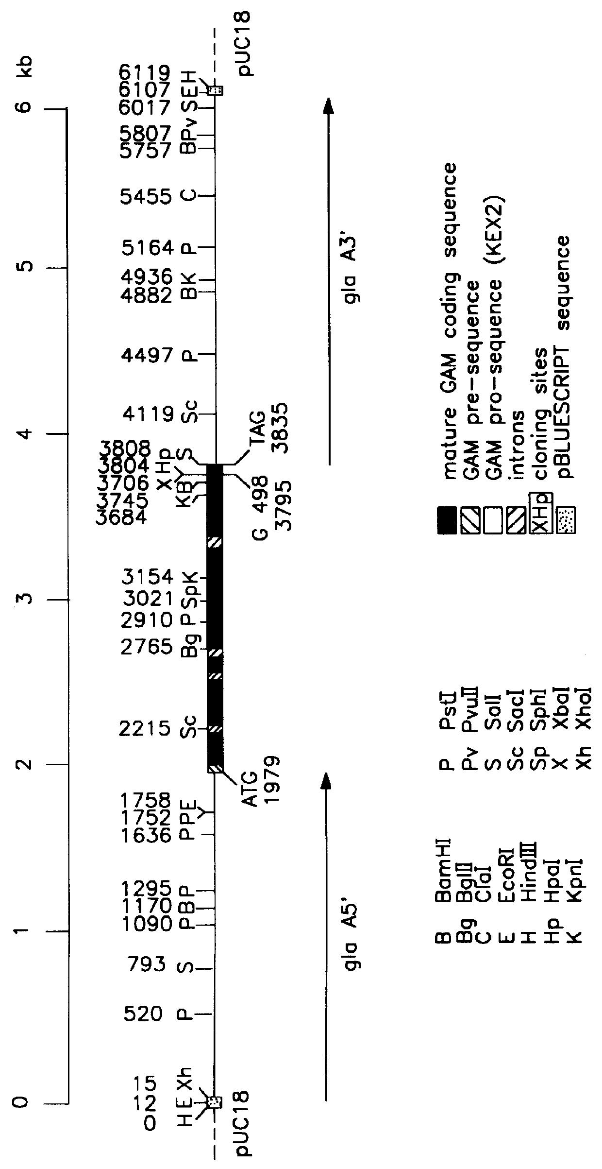 Recombinant fibrin chains, fibrin and fibrin-homologs