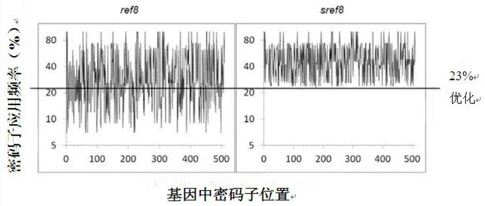 Method for producing caffeic acid by using blue algae