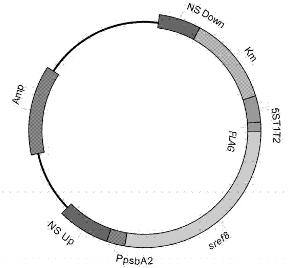 Method for producing caffeic acid by using blue algae