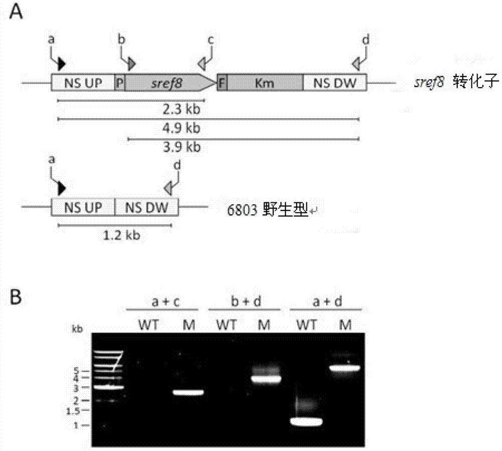 Method for producing caffeic acid by using blue algae