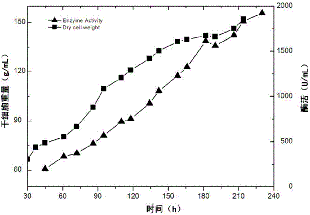 Alkaline xylanase mutant and application thereof