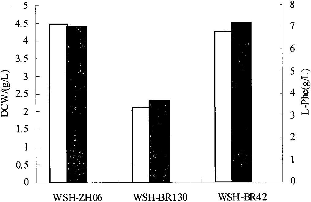 Antiphagin L-phenylalanine producing strain as well as breeding method and application thereof