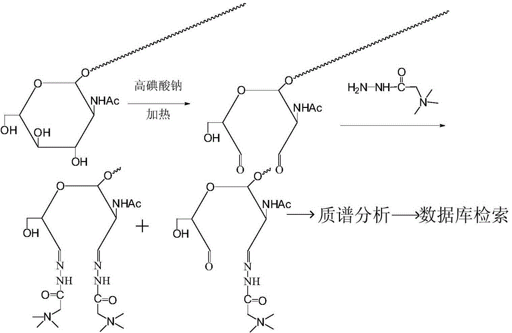 Mass-spectrum-based analysis method of oxygen-connected N-acetyl-glucosamine-modified sugar protein