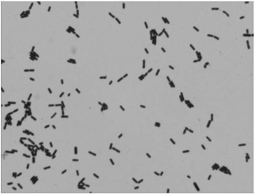 A kind of Weissella esophagus and its application, screening method