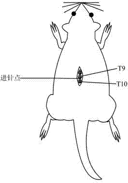 Method for building rat spinal cord injury model