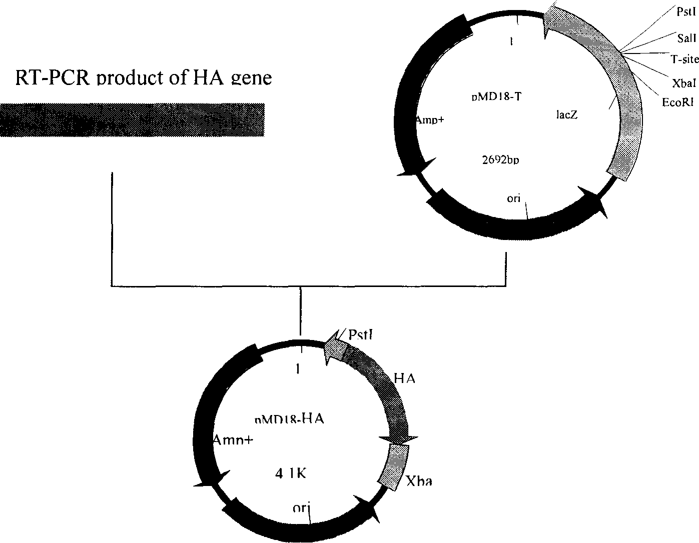 Pig viral infectious disease gene recombined live vaccine using canine II type adenovirus as carrier and preparation process thereof