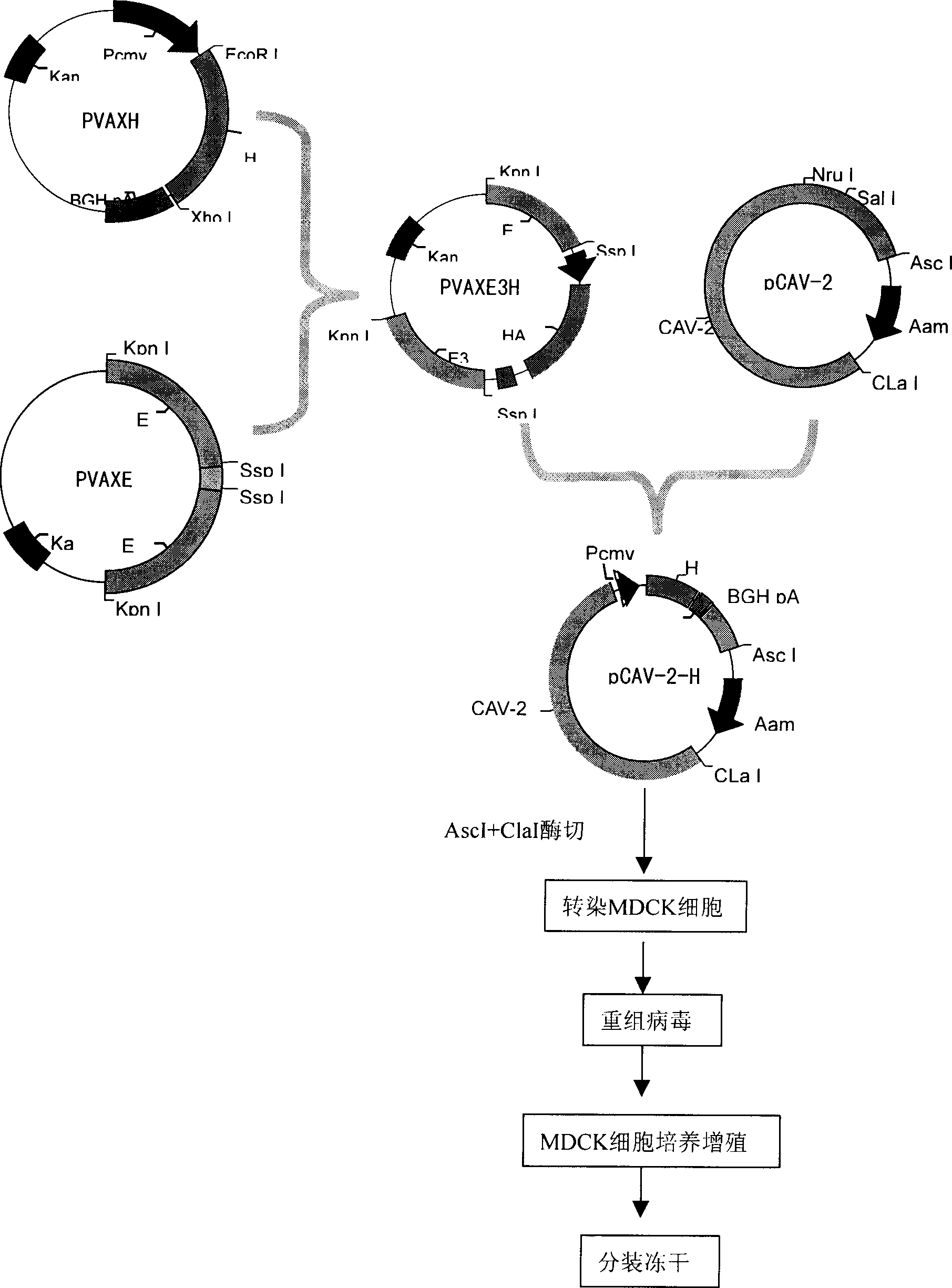 Pig viral infectious disease gene recombined live vaccine using canine II type adenovirus as carrier and preparation process thereof