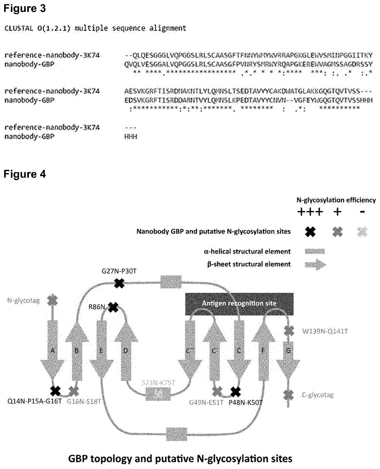 Glycosylation of variable immunoglobulin domains