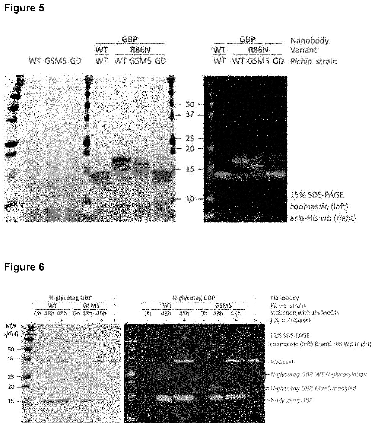 Glycosylation of variable immunoglobulin domains