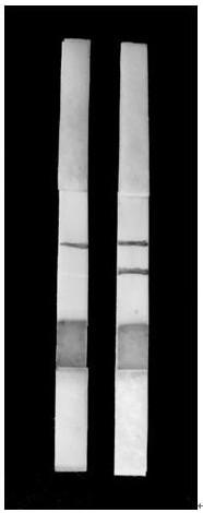 Sample pretreatment process suitable for nucleic acid detection test strip for aquatic diseases