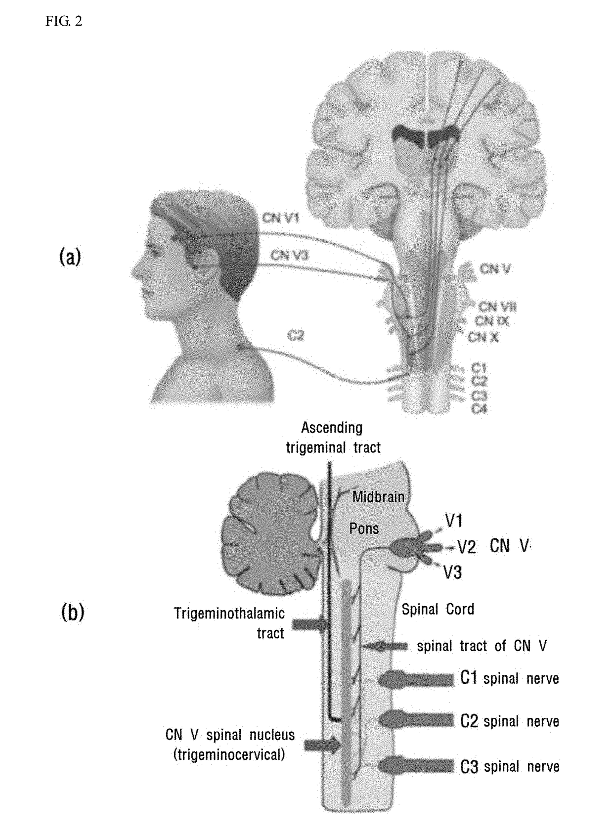 Wearable cervical transdermal pulsed electrical stimulation devices and control method of the same