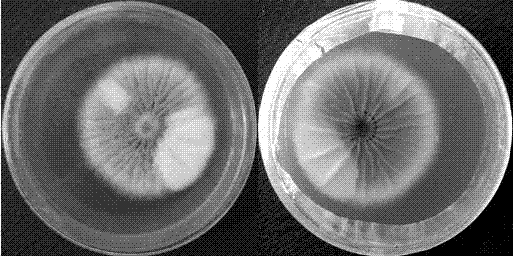 Monascus purpureus YH-6 strain, application thereof and esterified monascus prepared from strain