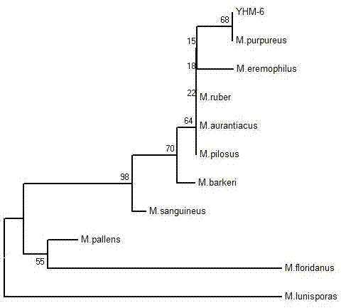 Monascus purpureus YH-6 strain, application thereof and esterified monascus prepared from strain