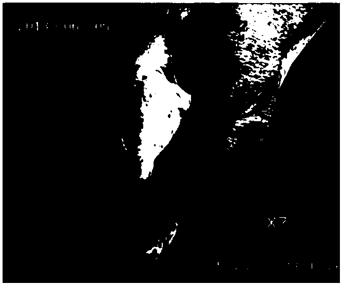 Live pig ear image segmentation method based on active contour model