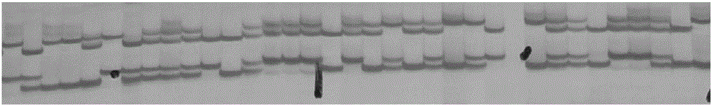 Method for efficient selective breeding of new odor type rice blast resisting rice variety