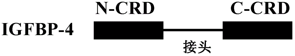 Protein and pharmaceutical composition for treating ischemic diseases