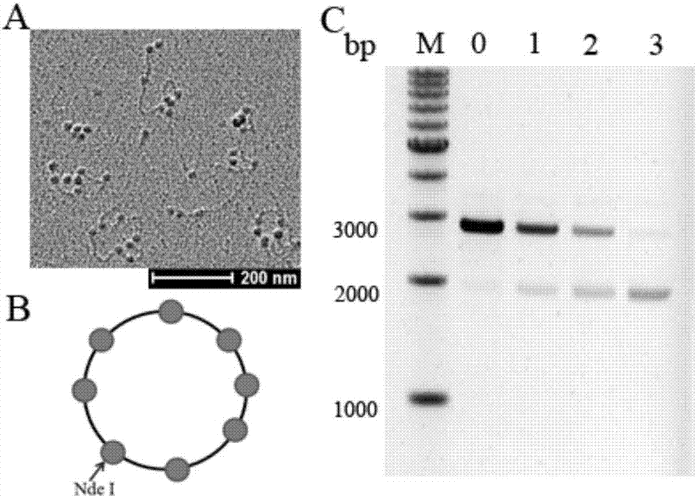 Capacity detection method for assembling chromatin structure on specific site of DNA sequence