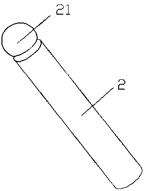 Sipunculus nudus airing suspended rod