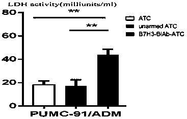 Application of CD3xB7H3 bispecific antibody in directional killing of human bladder cancer cells