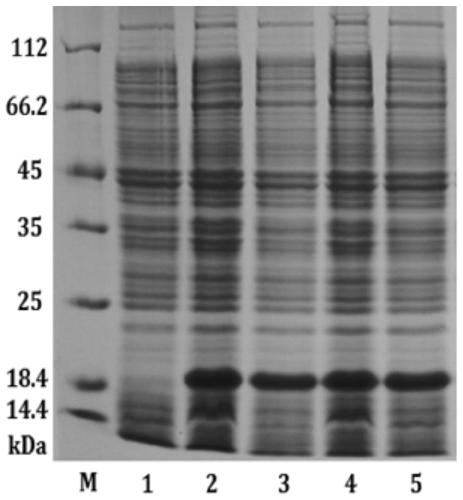 A kind of immobilized l-aspartic acid-alpha-decarboxylase and its preparation method and application