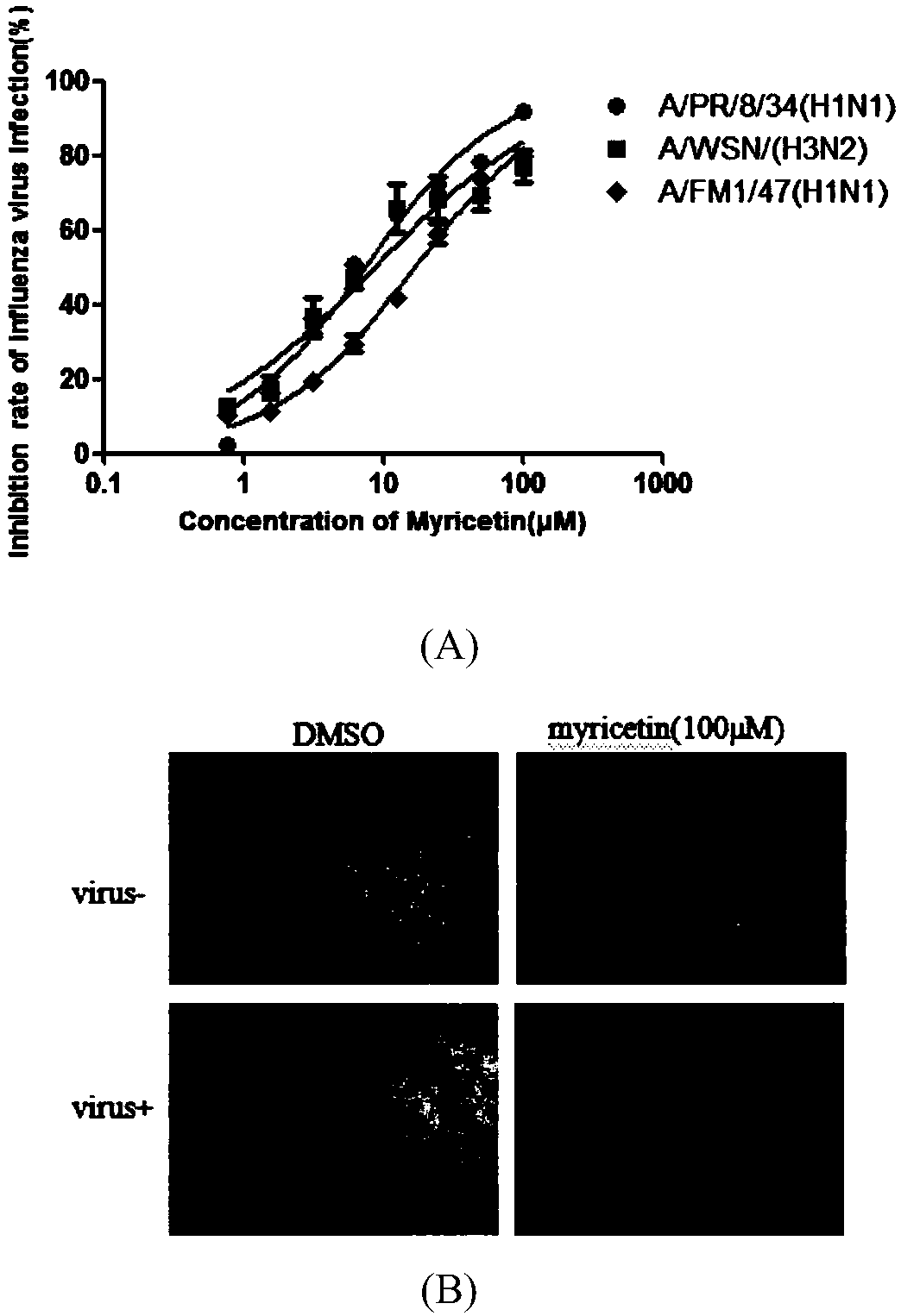 Application of myricetin in preparation of anti-influenza-virus drugs