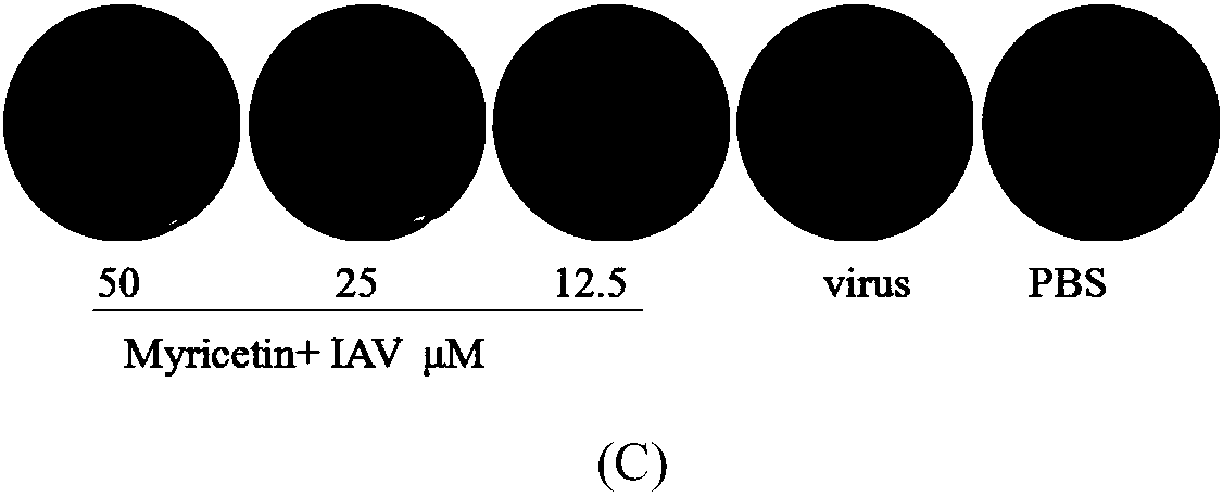 Application of myricetin in preparation of anti-influenza-virus drugs