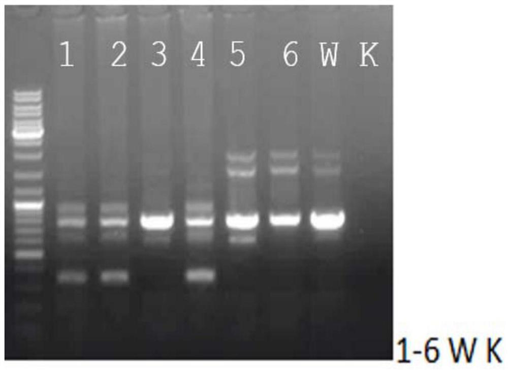 Method for preparing Bietti Crystalline Dystrophy (BCD) non-human mammal model and application thereof