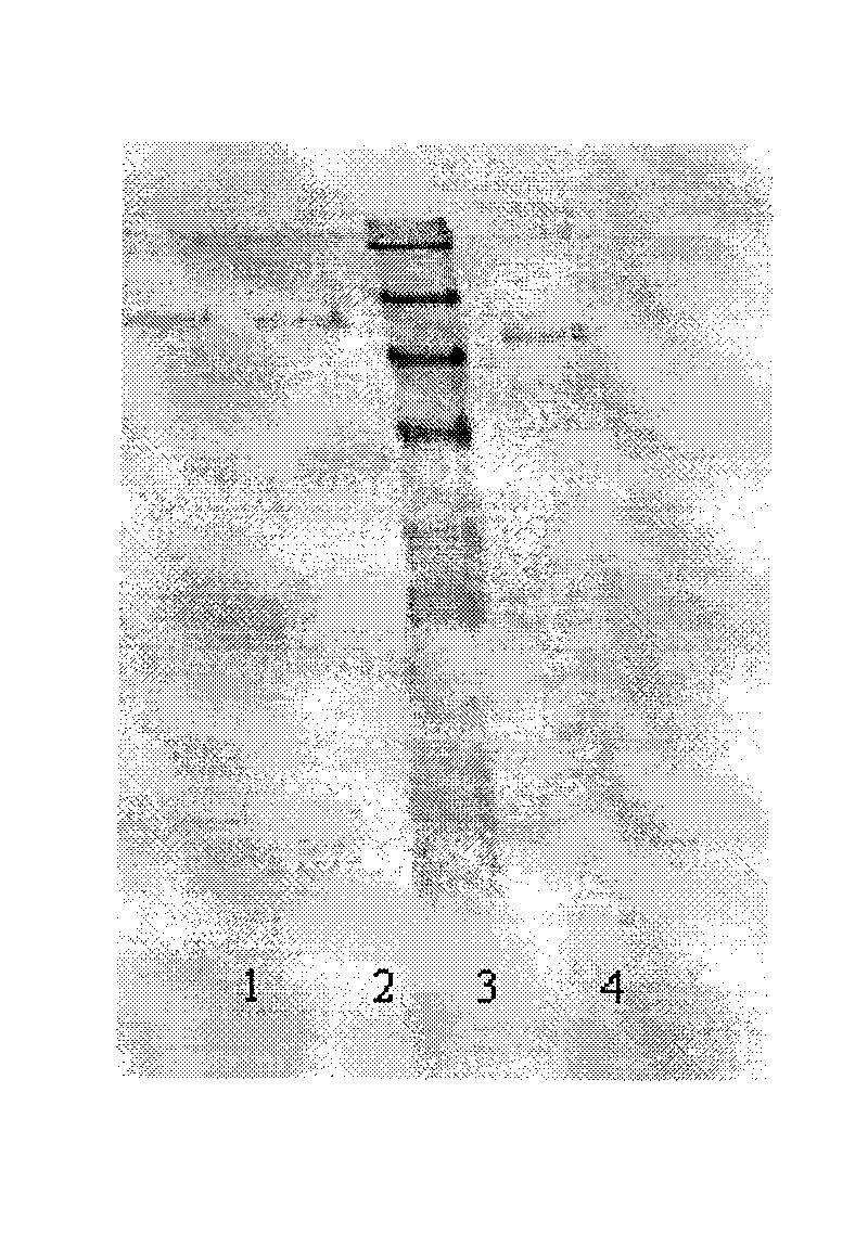 Goldmag particles based method for immunoprecipitation