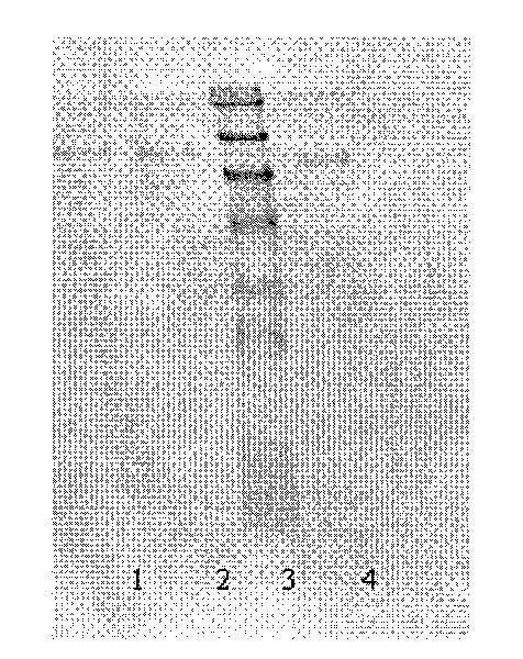 Goldmag particles based method for immunoprecipitation