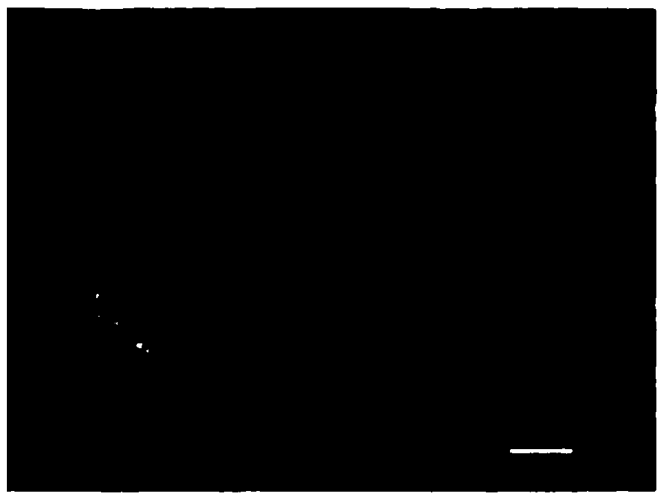 Lithium nickel cobalt manganate hollow sphere as well as preparation method and application thereof