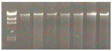 Rhizoctonia solani kuha SSR mark, as well as preparation method and application thereof