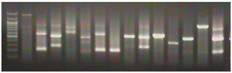 Rhizoctonia solani kuha SSR mark, as well as preparation method and application thereof