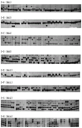 Rhizoctonia solani kuha SSR mark, as well as preparation method and application thereof