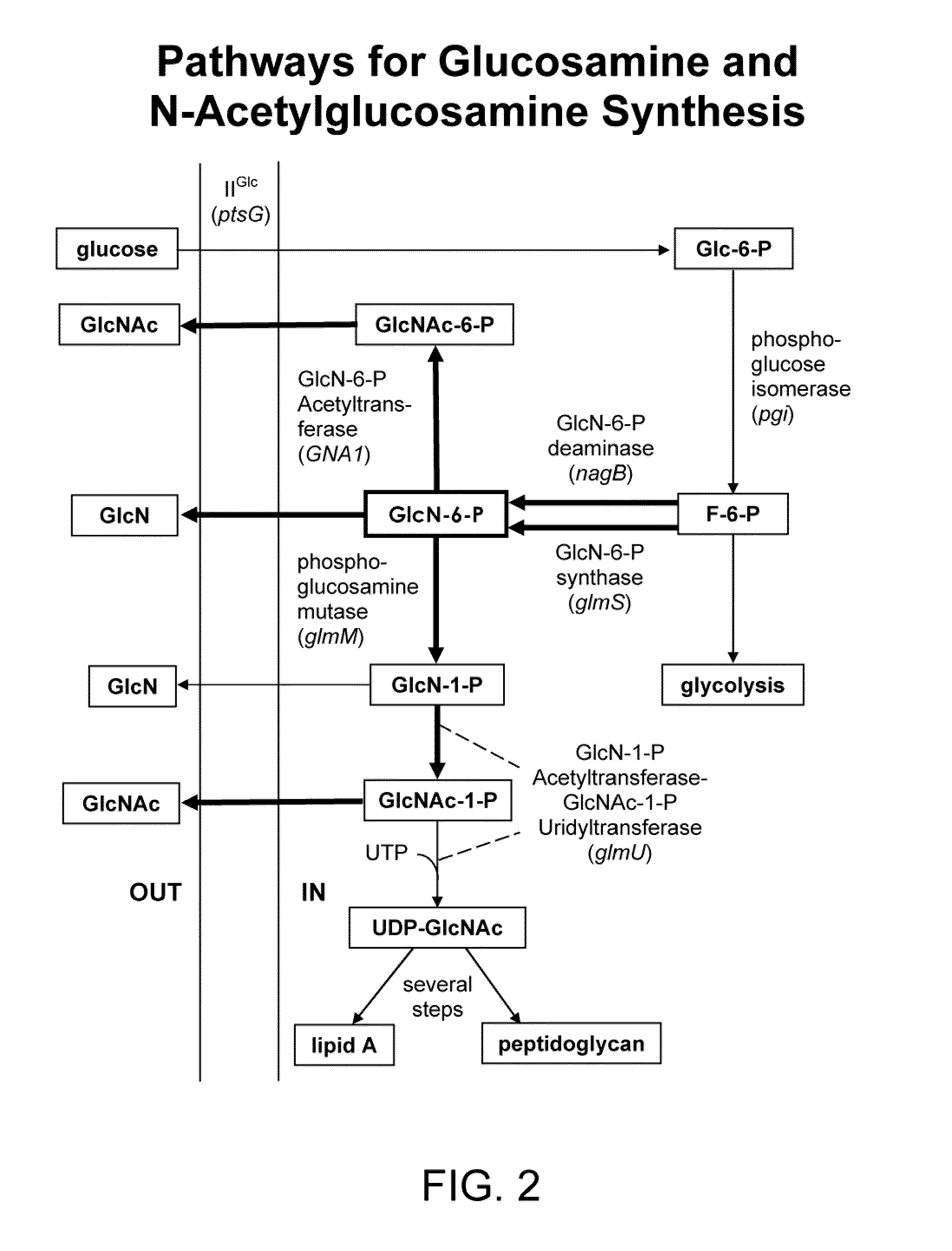 Process and materials for production of glucosamine and n-acetylglucosamine