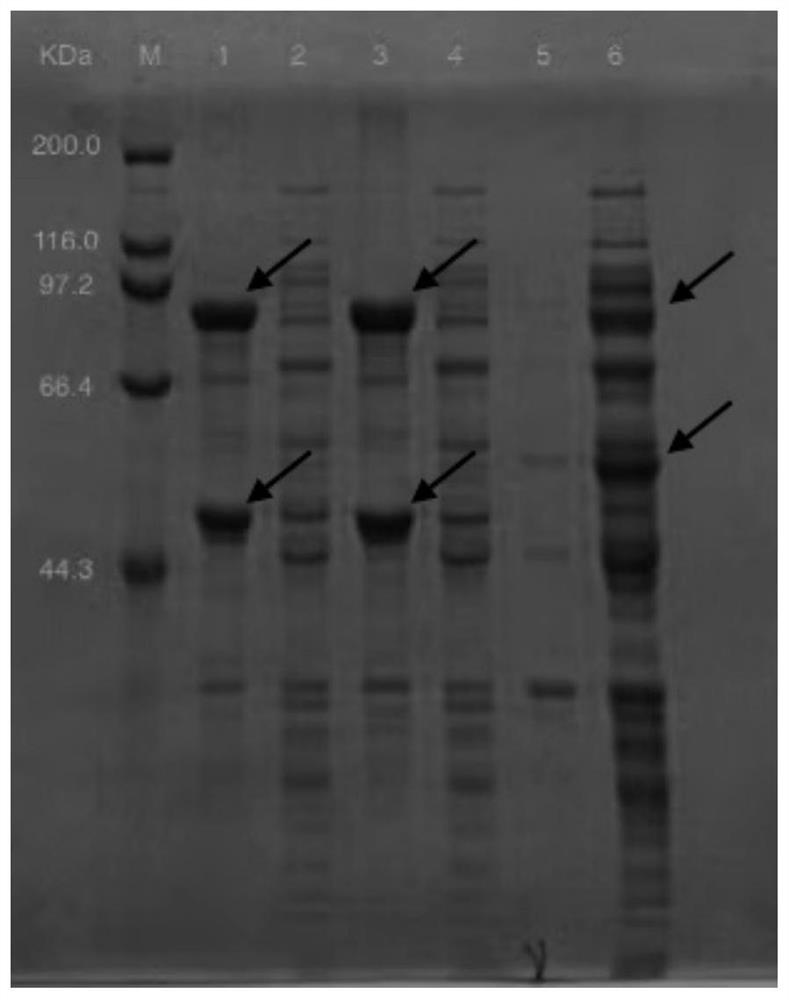 Method for catalytically synthesizing curcumin glycoside compounds by biological method