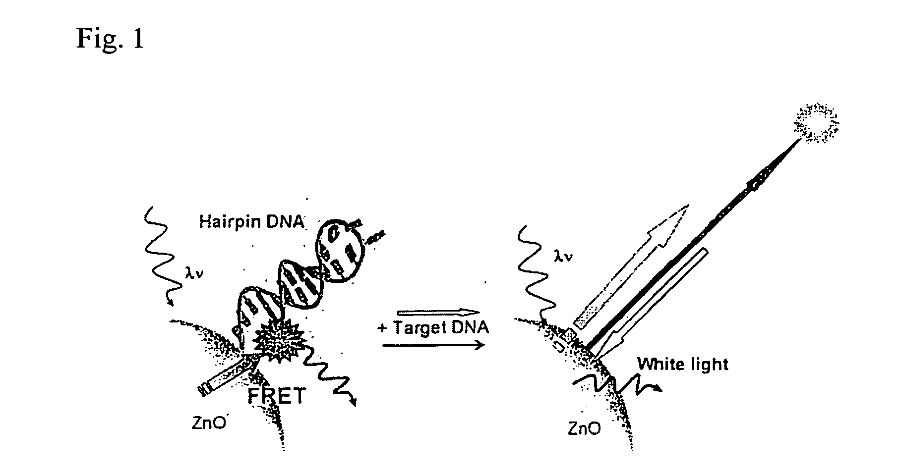 Fluorescent probe and fluorescence detecting method