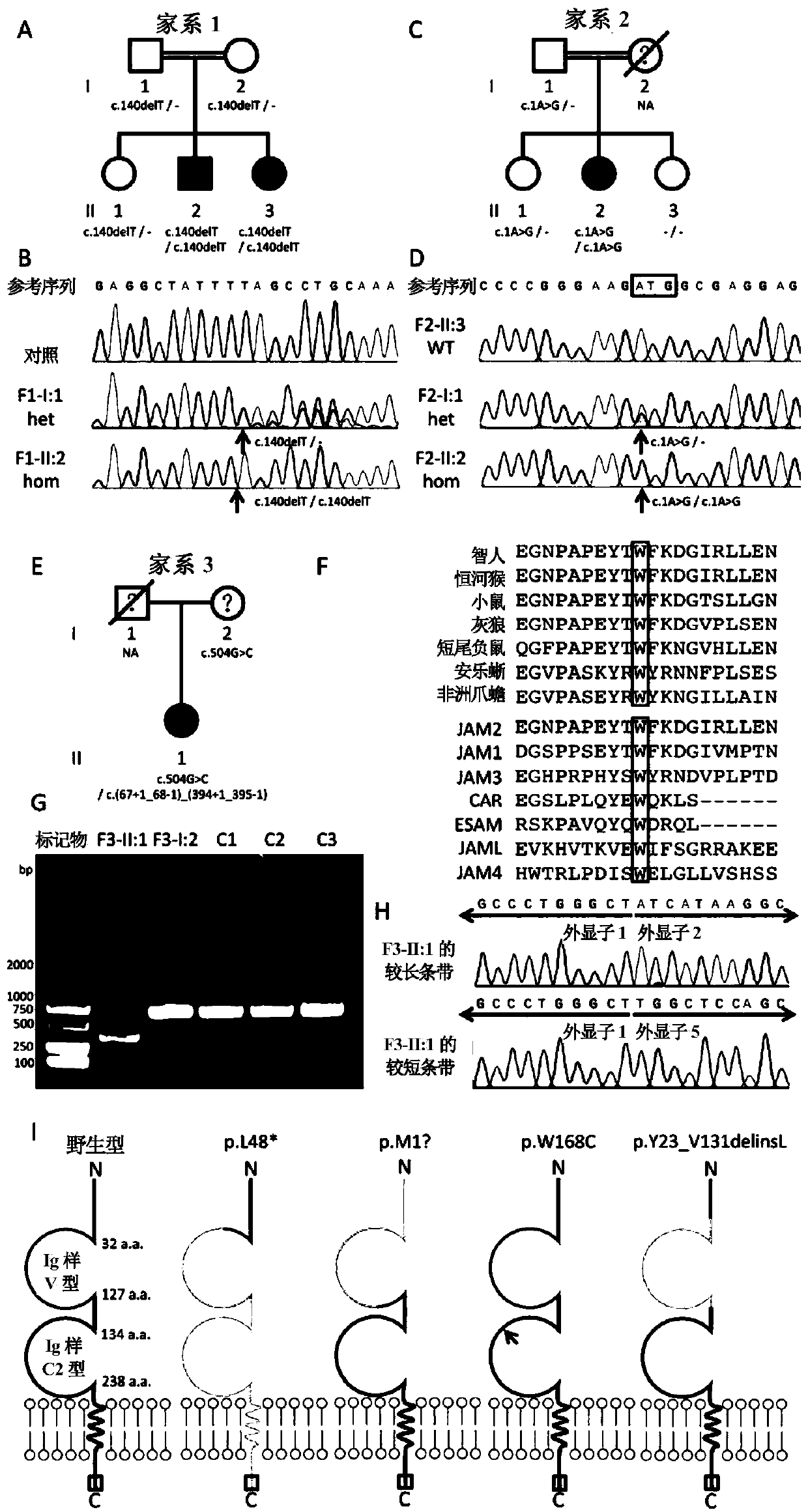 Primary familial brain calcification pathogenic gene JAM2 and application thereof