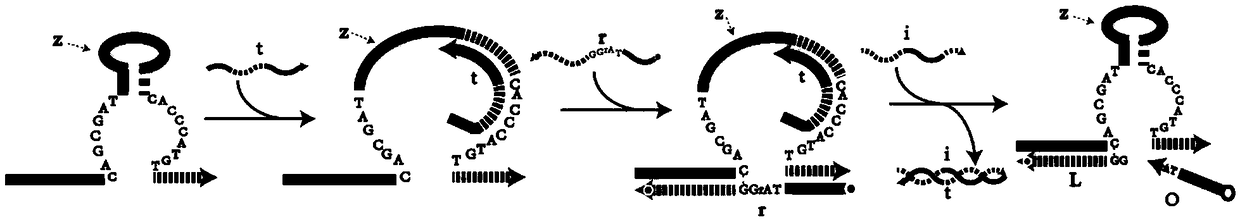 DNA network construction method for regulating and controlling E6 ribozyme function based on chain replacement