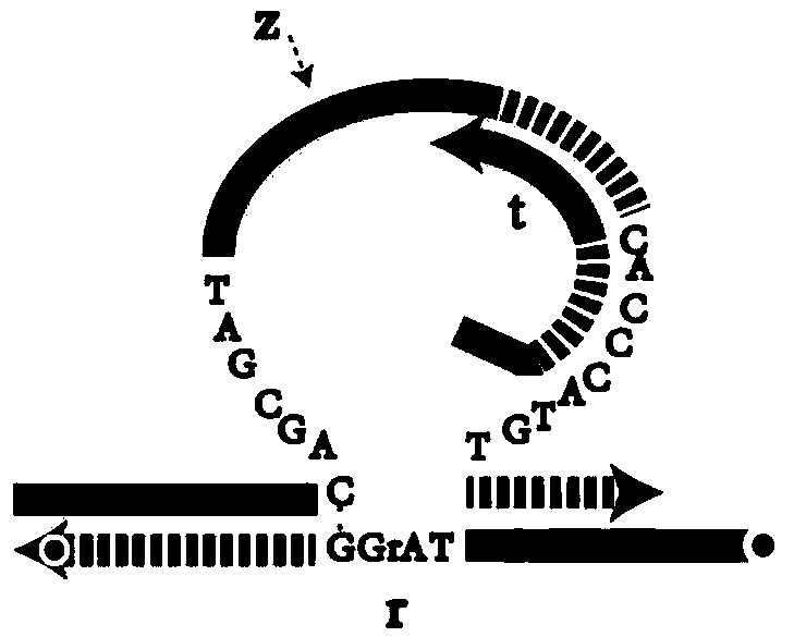 DNA network construction method for regulating and controlling E6 ribozyme function based on chain replacement