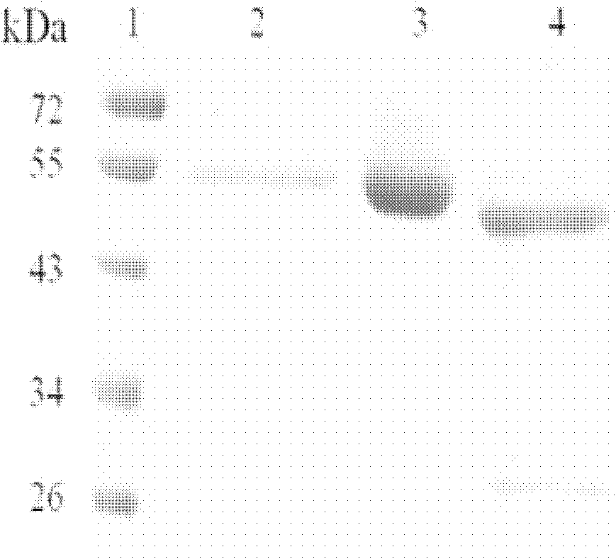 Beta-mannaseBA-Man5A with wide pH range, gene thereof and application of gene