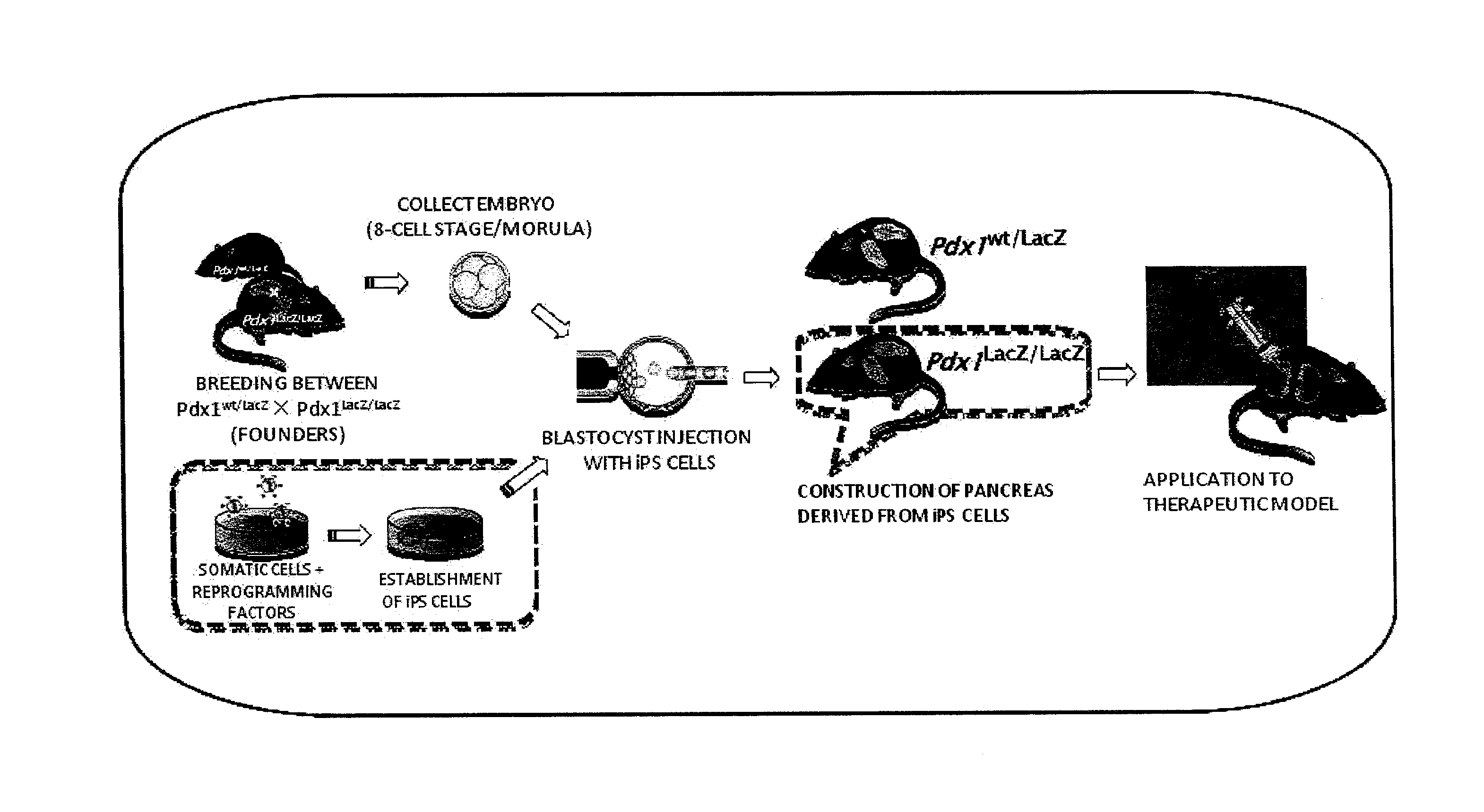 ORGAN REGENERATION METHOD UTILIZING iPS CELL AND BLASTOCYST COMPLEMENTATION