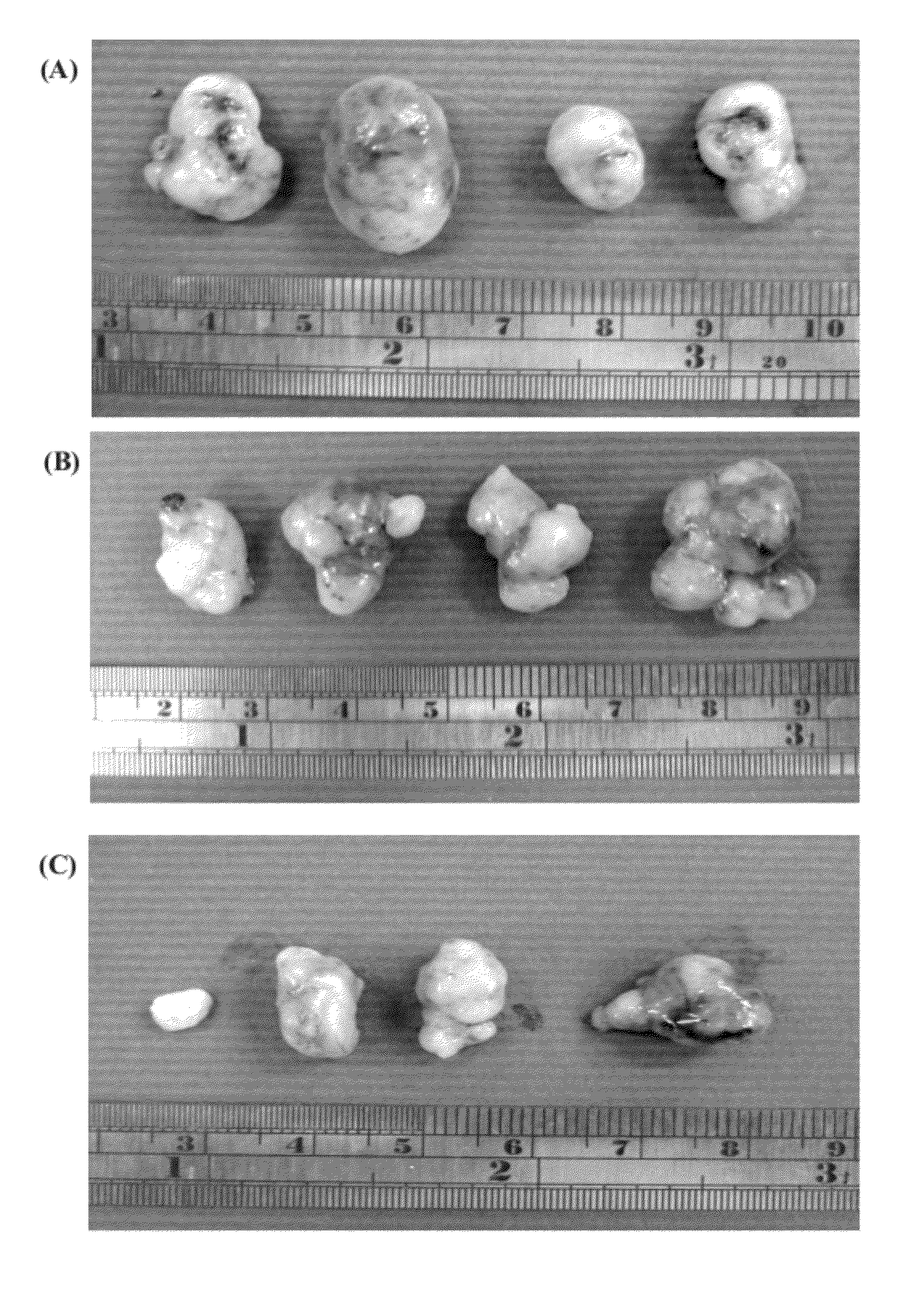 Compositions comprising fungal immunomodulatory protein and use thereof