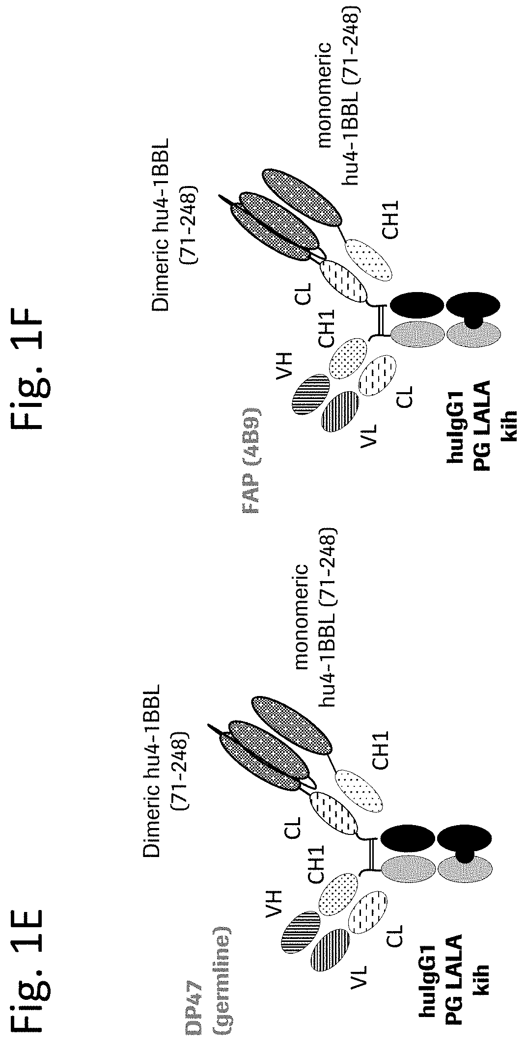 Novel TNF family ligand trimer-containing antigen binding molecules